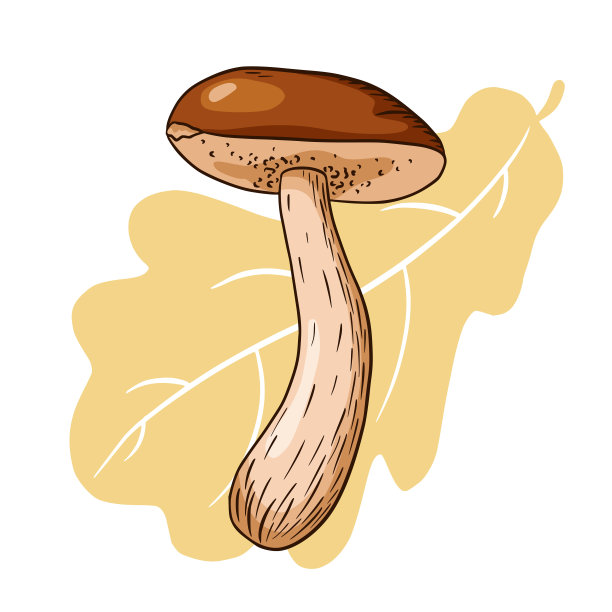 手绘Boletus和橡树叶插图图片下载