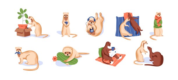 一组可爱的雪貂休息，吃，听音乐和说谎。滑稽的黄鼠狼场景。快乐可爱的动物。彩色平面矢量插图甜水貂孤立在白色的背景图片下载