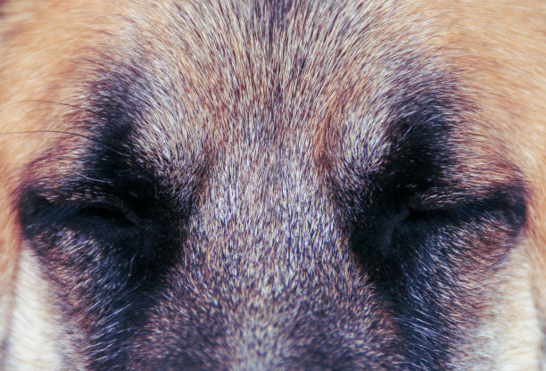 狗眼中的睡意。图片下载