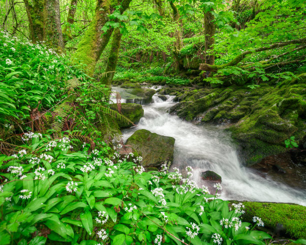 在石灰岩和盛开的野生大蒜之间流淌图片下载