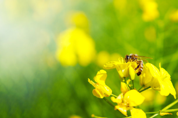 蜜蜂在油菜花上收集灰尘，蜜蜂从花飞到花，自然景观图片下载