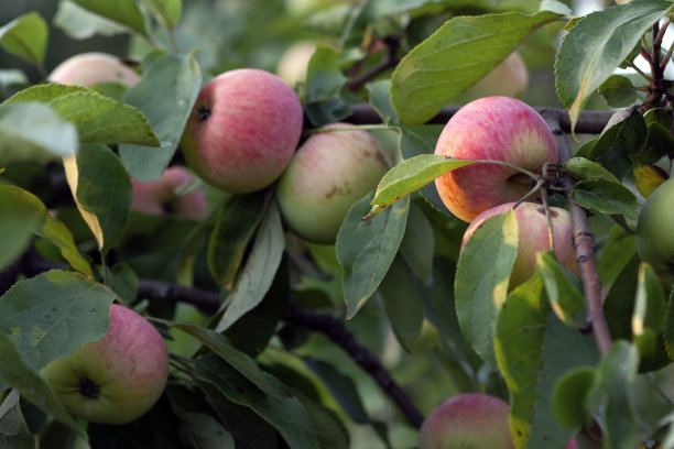 树枝上挂着成熟的有机苹果图片下载