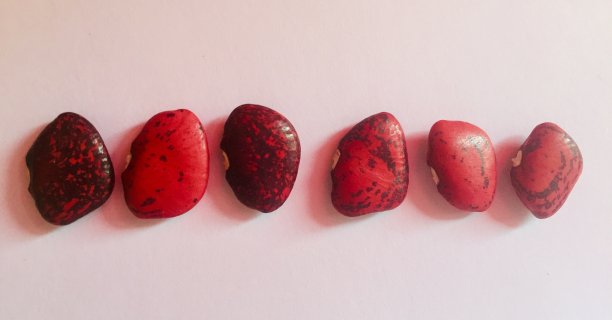 红利马豆图片下载