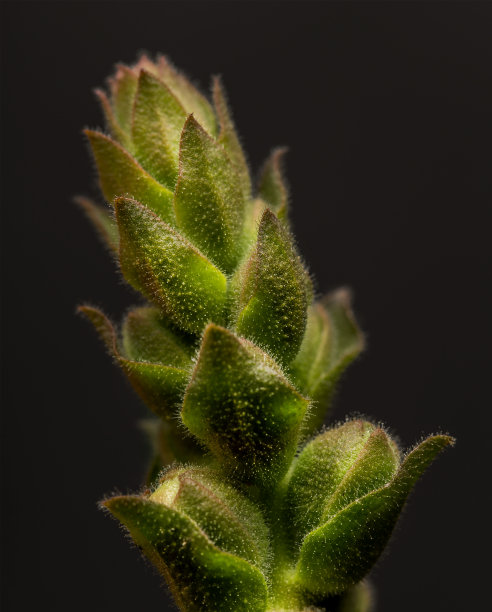 黑色背景上绿色植物的一部分。图片下载