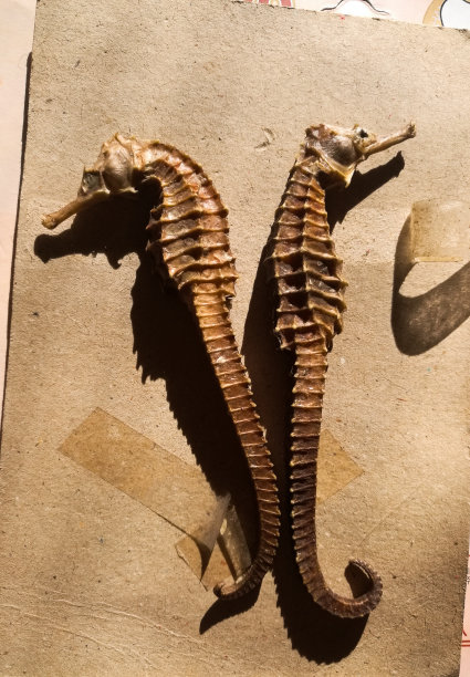 干海马。中国的草药。图片下载