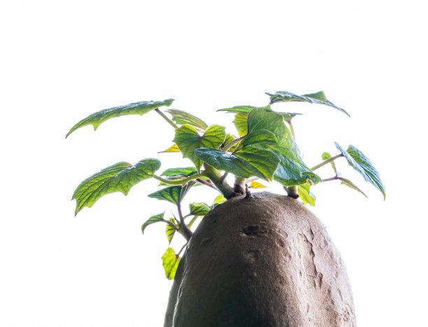 发芽红薯图片下载