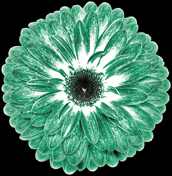 花绿色非洲菊。花孤立在黑色背景上。没有阴影与剪切路径。特写镜头。大自然。图片下载