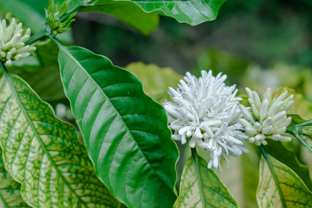 树上的咖啡花图片下载