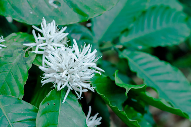 树上的咖啡花图片下载