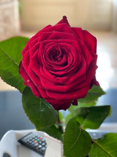 红玫瑰图片下载