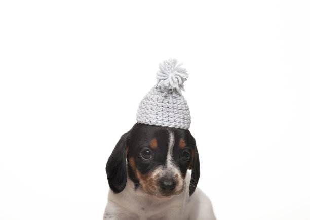 图片的狗帽子白色背景图片下载