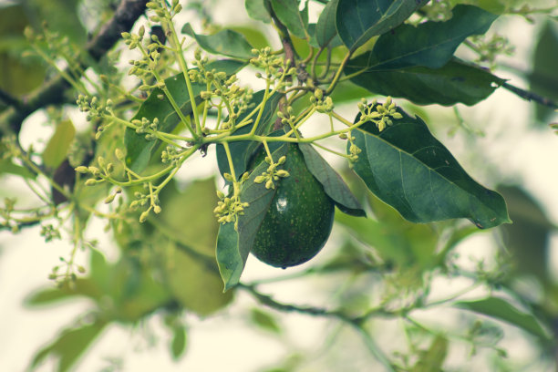 果园里长着牛油果的树。图片下载