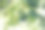 果园里长着牛油果的树。图片下载