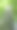 直的大山毛榉树图片下载