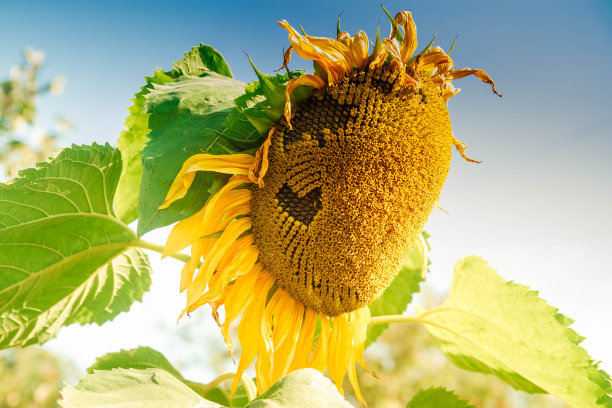 黄色的向日葵在夏天盛开。你好,夏天。心从花的种子。夏天的热和爱图片下载