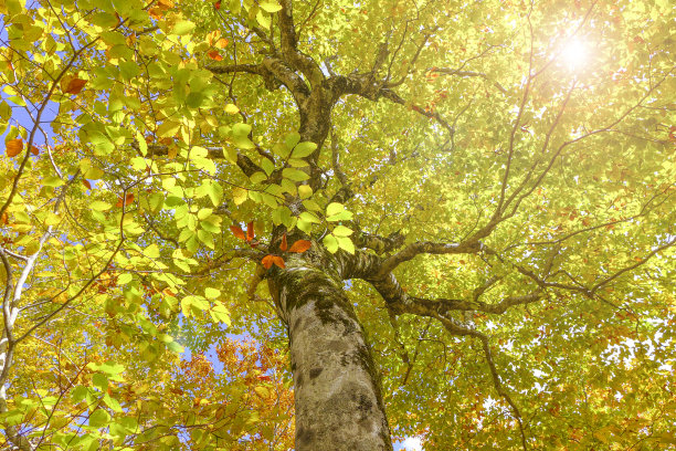 的植物叶子图片下载
