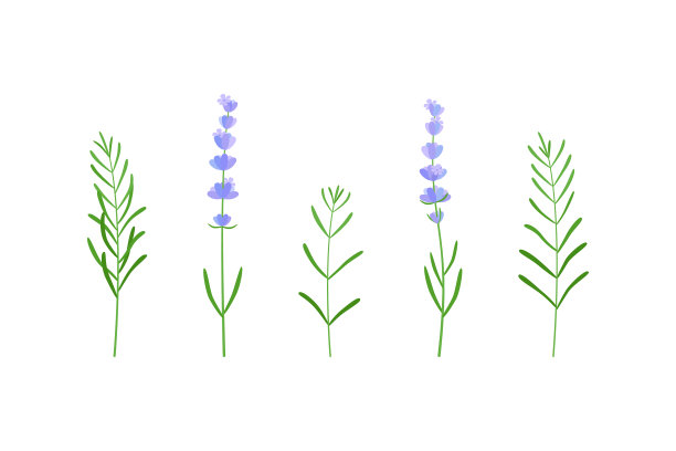 薰衣草花和叶子集图片下载