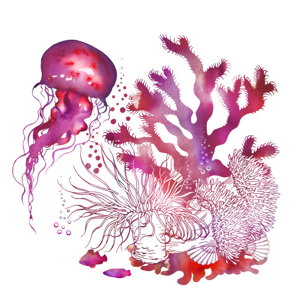 五颜六色的水母和珊瑚礁风光。白色背景上的水彩。图片下载