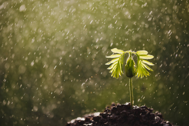 小咖啡芽正在生长图片下载