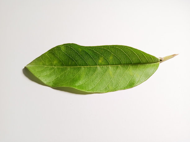 一个美丽的新鲜树叶在花园里图片下载