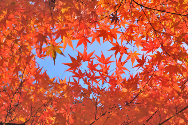 京都的秋叶和蓝天图片下载