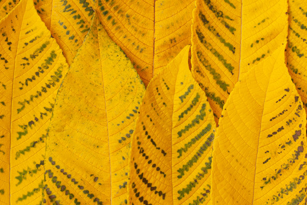 亮黄色的叶子上有绿色的线条图片下载