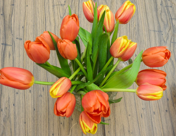 束郁金香图片下载