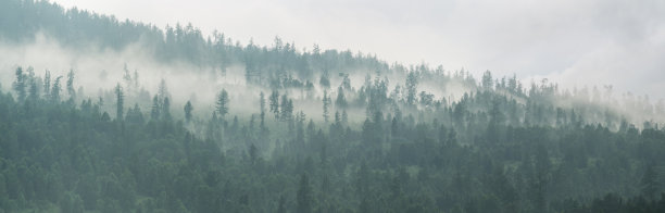 西伯利亚的针叶林，一片荒野。针叶林，晨雾，全景。图片下载