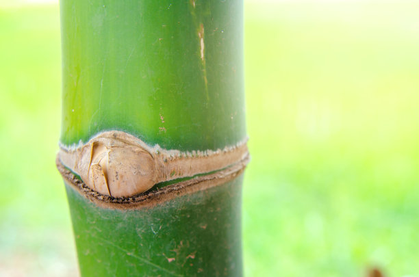 特写镜头的竹子图片下载