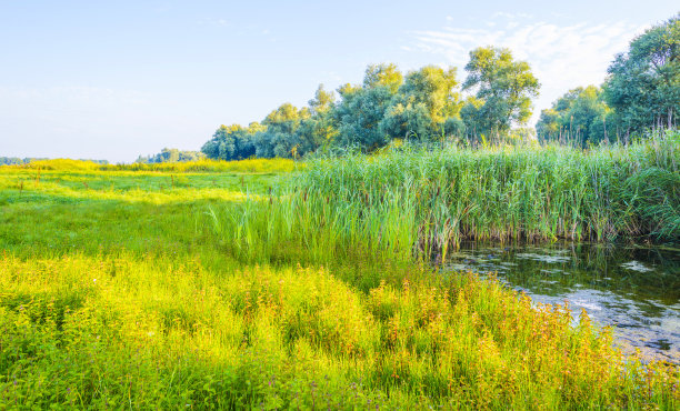 湖的边缘，芦苇湿地在明亮的蓝色阳光在夏天的日出图片下载