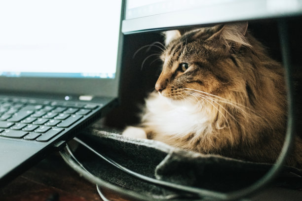 猫休息在电脑桌上的家庭办公室图片下载