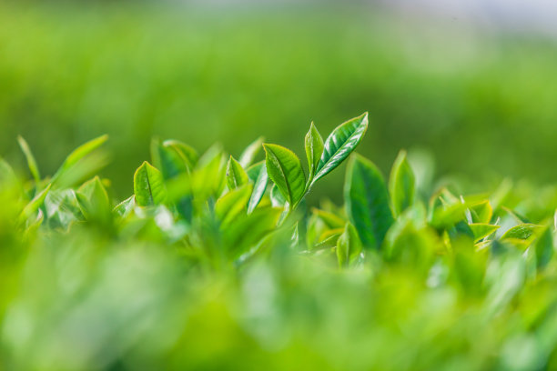 茶园里的绿茶特写图片下载