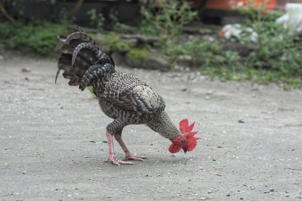 国内的公鸡图片下载