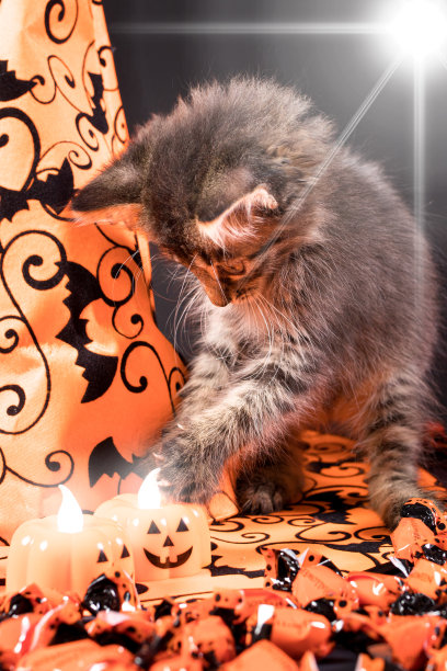 一只女巫猫看着南瓜形状的蜡烛。万圣节和动物垂直卡。图片下载