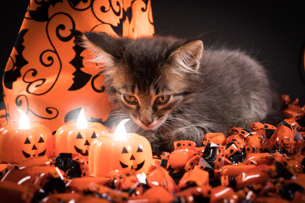 一只女巫猫看着南瓜形状的蜡烛。万圣节和动物，宠物。图片下载