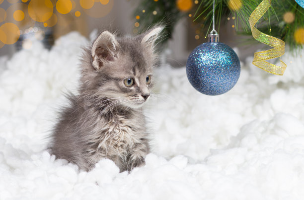 圣诞节的猫。图片下载