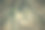 老榆树的根。森林景观图片下载