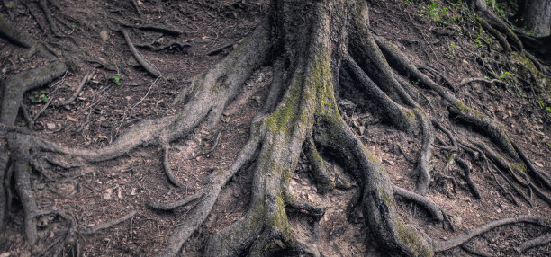 老榆树的根。森林景观图片下载