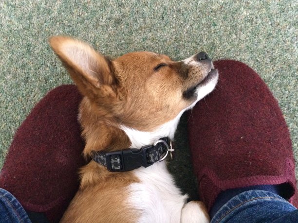 小狗狗睡在主人的脚边图片下载