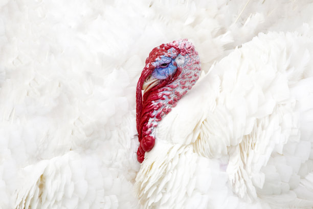 国内白色火鸡头像与全框架羽毛接近背景纹理图片下载