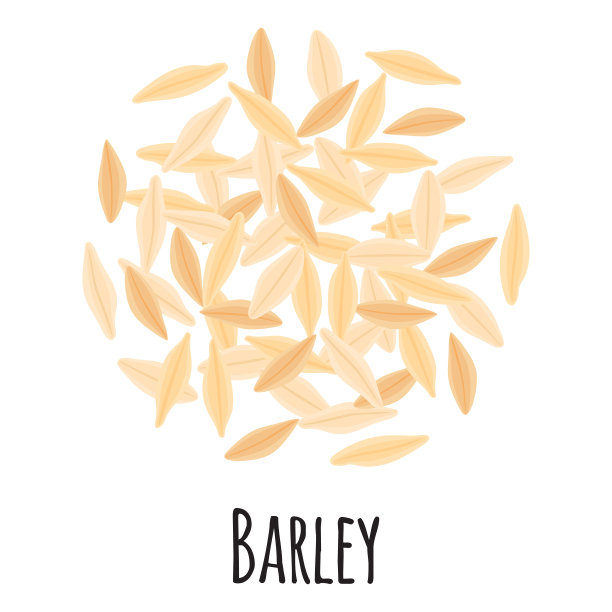 大麦模板农贸市场设计，标签和包装。天然能量、蛋白质、有机超级食品。图片下载