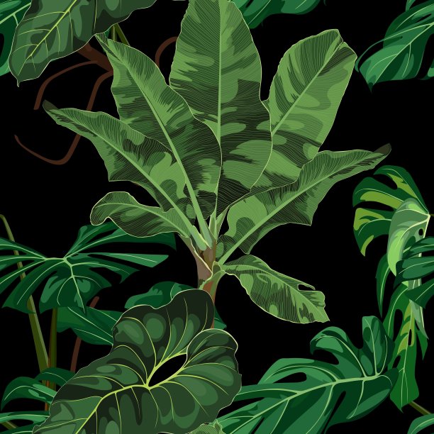 热带绿色怪物和香蕉棕榈叶背景。无缝模式。图解说明。奇异的丛林植物。夏日沙滩花卉设计。天堂的本性。图片下载