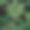 热带绿色怪物和香蕉棕榈叶背景。无缝模式。图解说明。奇异的丛林植物。夏日沙滩花卉设计。天堂的本性。图片下载
