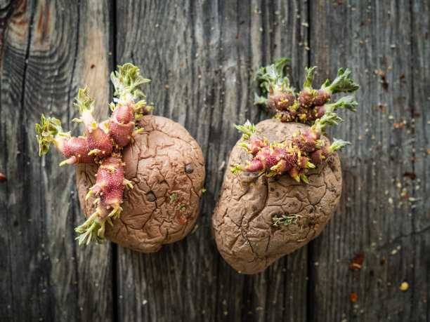 木制背景上生长过度的生土豆图片下载