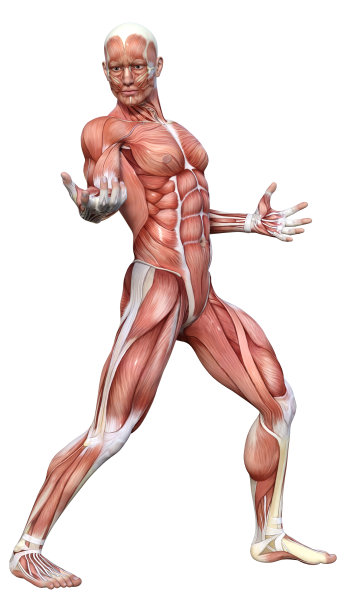 3D插图男性人物与肌肉地图上的白色图片下载