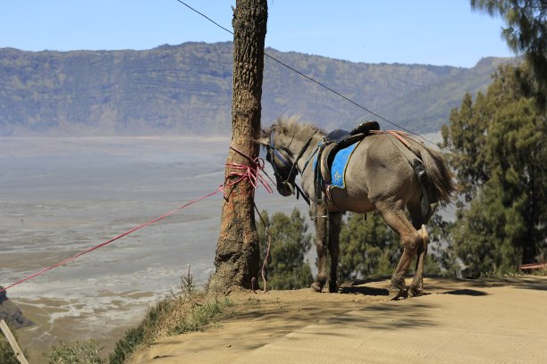 布罗莫国家公园的一匹马图片下载