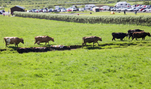 冰岛牛图片下载
