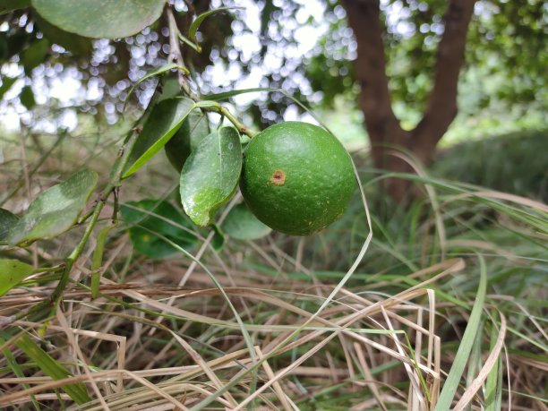 柠檬(酸橙)图片下载