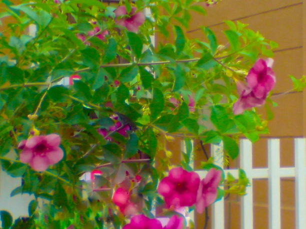 绿色的布什图片下载