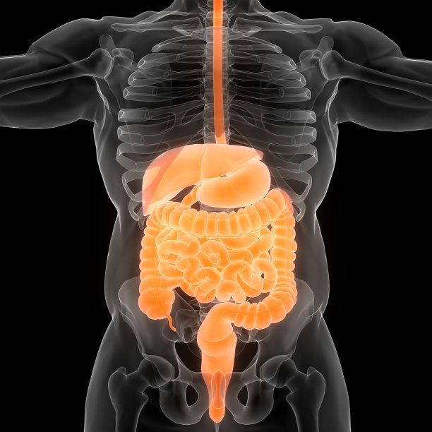 人体消化系统解剖学图片下载